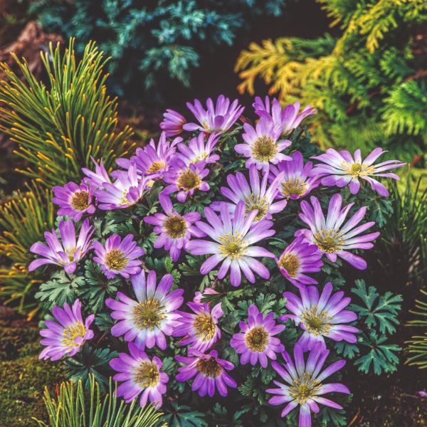Pink Blanda Star Flower seeds for Planting Shade Tolerant Heirloom & GMO Free Seeds for Home Garden 
 
 Sale