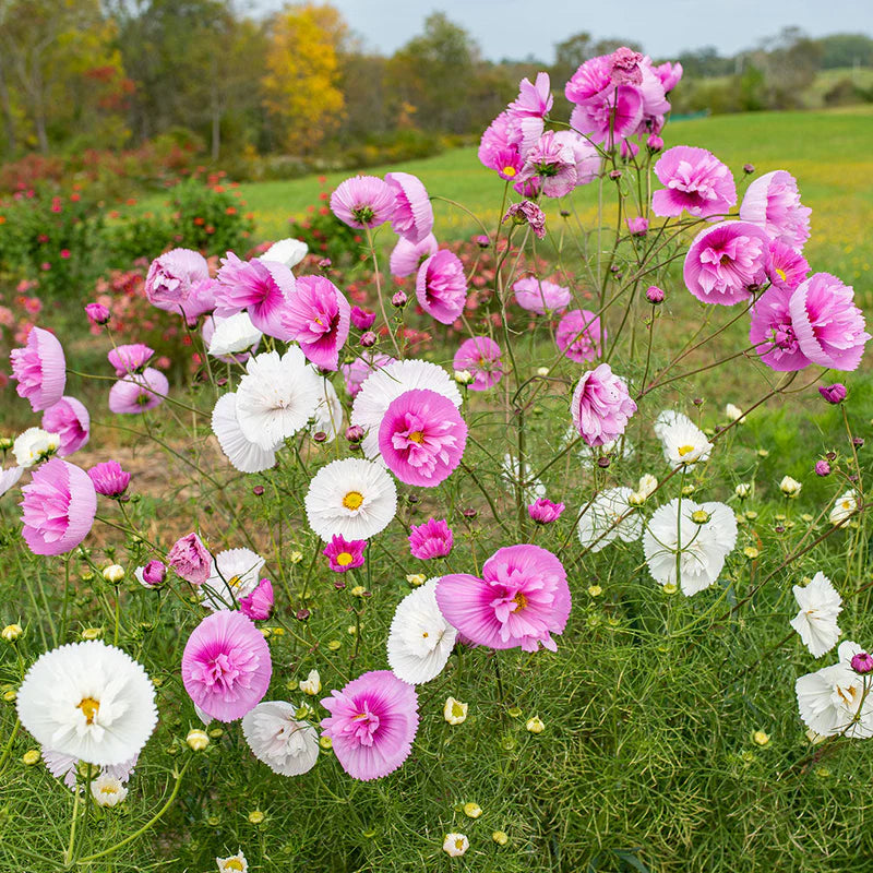Cosmos Cupcakes Flower seeds for Planting Pollinator Friendly Heirloom & GMO Free Seeds for Home Garden 
 
 Sale