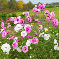 Cosmos Cupcakes Flower seeds for Planting Pollinator Friendly Heirloom & GMO Free Seeds for Home Garden 
 
 Sale