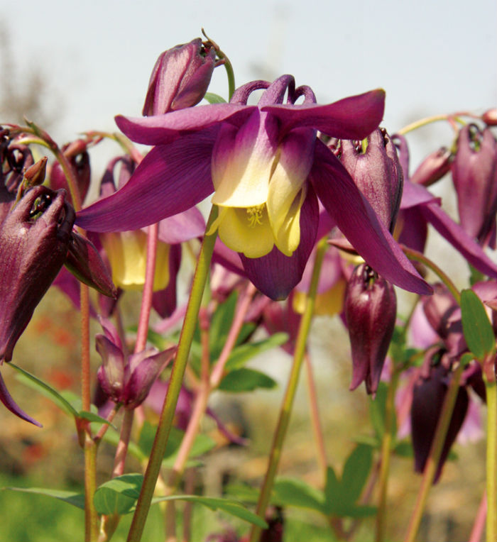 Buergeriana Flower seeds for Planting - Fragrant Blossoms, Heirloom & GMO Free Seeds for Home Garden