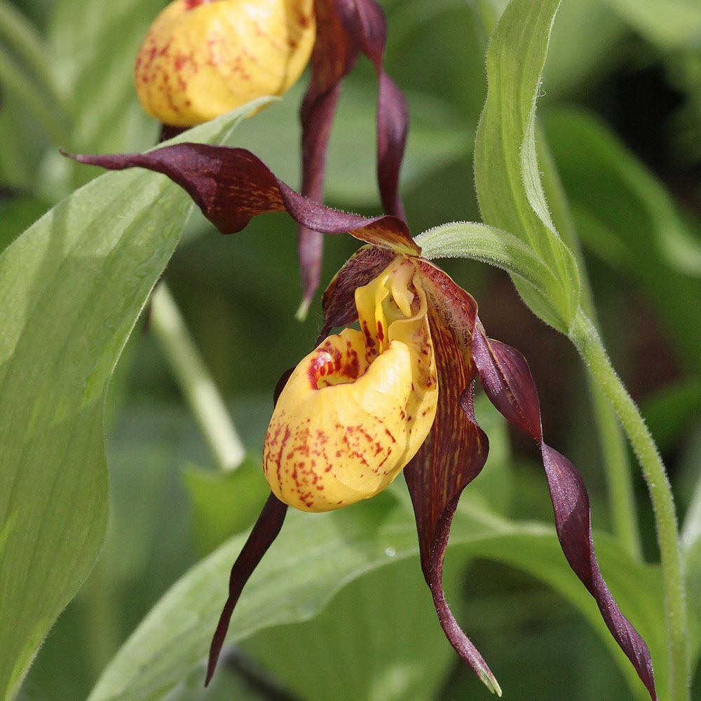 Heirloom Lady's Slipper Orchid Flower seeds for Planting Bright Blooms Heirloom & GMO Free Seeds for Home Garden