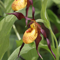 Heirloom Lady's Slipper Orchid Flower seeds for Planting Bright Blooms Heirloom & GMO Free Seeds for Home Garden