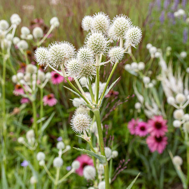 White Rattlesnake Master Flower seeds for Planting - Colorful Display, Heirloom & GMO Free Seeds for Home Garden