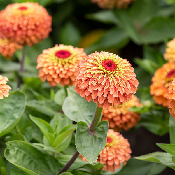 Lime Orange Zinnia Flower seeds for Planting - Compact Growth, Heirloom & GMO Free Seeds for Home Garden