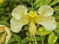 White Caesalpinia Flower Seeds for Planting – Pollinator Friendly Heirloom & NonGMO Seeds for Home Garden
 
 Sale