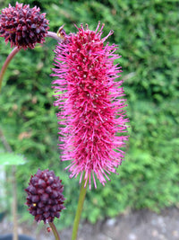 Menzies Burnet Flower seeds for Planting Colorful Display Heirloom & GMO Free Seeds for Home Garden