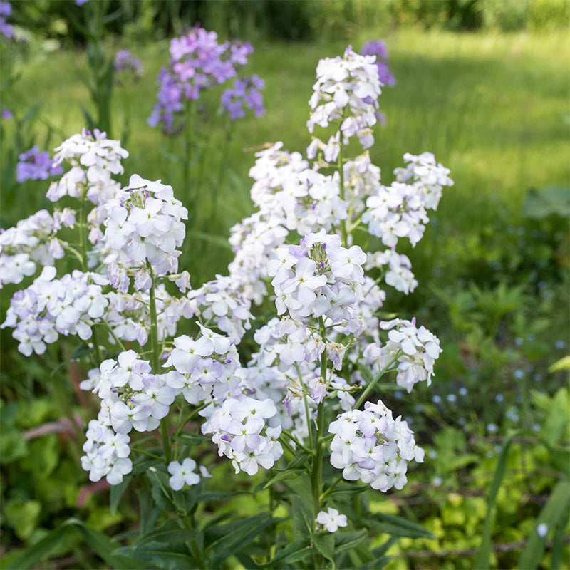 Rocket Flower seeds for Planting - Bright Blooms, Heirloom & GMO Free Seeds for Home Garden