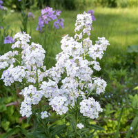 Rocket Flower seeds for Planting - Bright Blooms, Heirloom & GMO Free Seeds for Home Garden