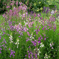 Lindaria Licilia Flower Mix Seeds – Self-Seeding Annual Garden Blooms