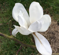 Yulan Magnolia Flower Planting Seeds