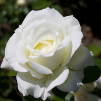 White Rose Flower seeds for Planting Seasonal Bloomer Heirloom & GMO Free Seeds for Home Garden