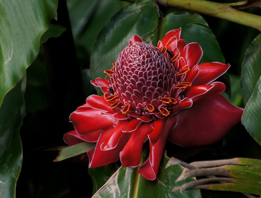 Torch Ginger Flower seeds for Planting Perfect for Borders Heirloom & GMO Free Seeds for Home Garden