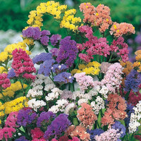 Mixed Limonium Seeds for Planting  Colorful Annual Flowers