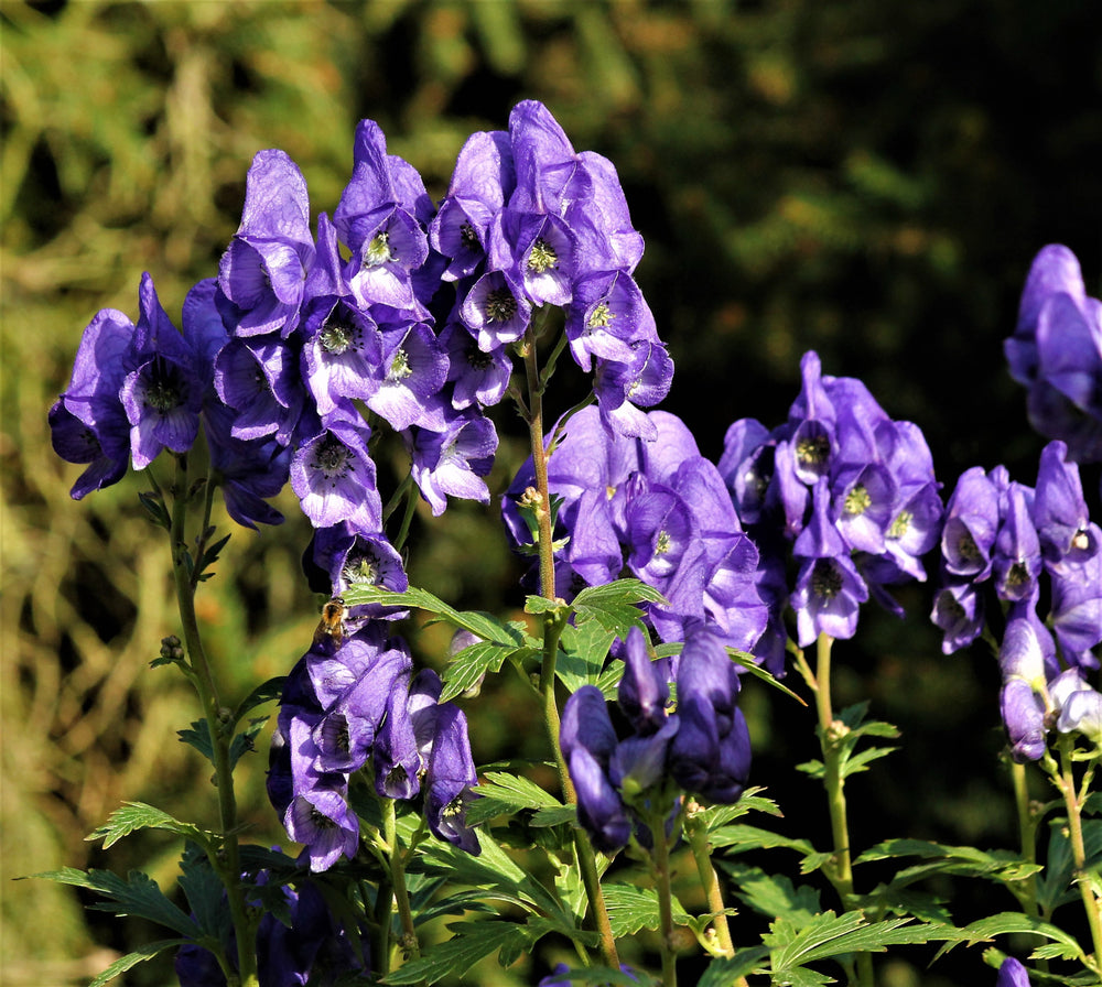 Aconitum Flower seeds for Planting - Perfect for Borders, Heirloom & GMO Free Seeds for Home Garden
