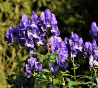 Aconitum Flower seeds for Planting - Perfect for Borders, Heirloom & GMO Free Seeds for Home Garden