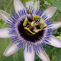 Colinvauxii Passion Flower seeds for Planting - Colorful Display, Heirloom & GMO Free Seeds for Home Garden