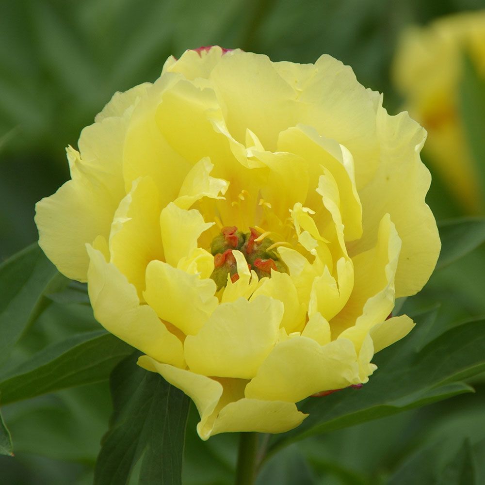 Yellow Peony Flower Seeds for Planting