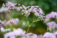 Chaerophyllum Flower seeds for Planting - Easy to Grow, Heirloom & GMO Free Seeds for Home Garden