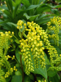 Yellow Chiastophyllum Flower seeds for Planting - Cottage Garden Essential, Heirloom & GMO Free Seeds for Home Garden
 
 Sale
