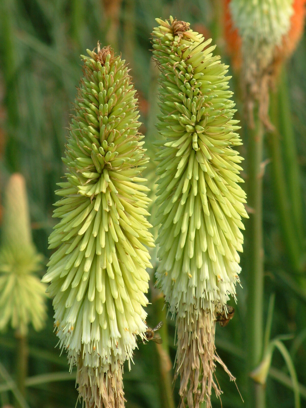 Green Kniphofia Flower seeds for Planting Cottage Garden Essential Heirloom & GMO Free Seeds for Home Garden
 
 Sale