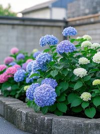 Hydrangea Flower seeds for Planting - Garden Favorite, Heirloom & GMO Free Seeds for Home Garden
