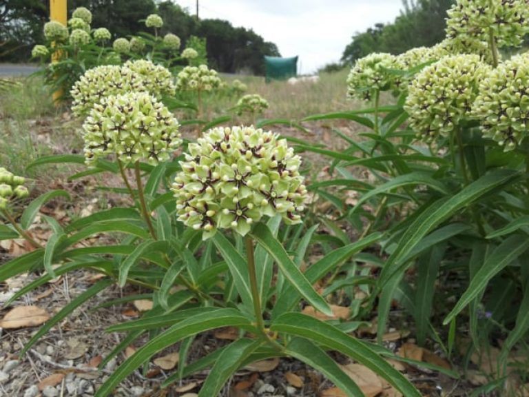 Asclepias Asperula Antelope Horns Seeds for Planting Asclepias asperula for wildflower gardens and butterfly gardens