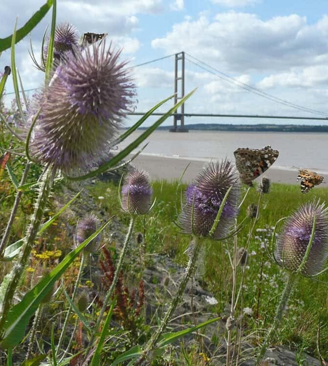 Dipsacus Flower seeds for Planting - Wildflower Mix, Heirloom & GMO Free Seeds for Home Garden