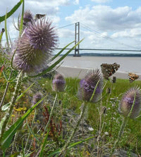 Dipsacus Flower seeds for Planting - Wildflower Mix, Heirloom & GMO Free Seeds for Home Garden