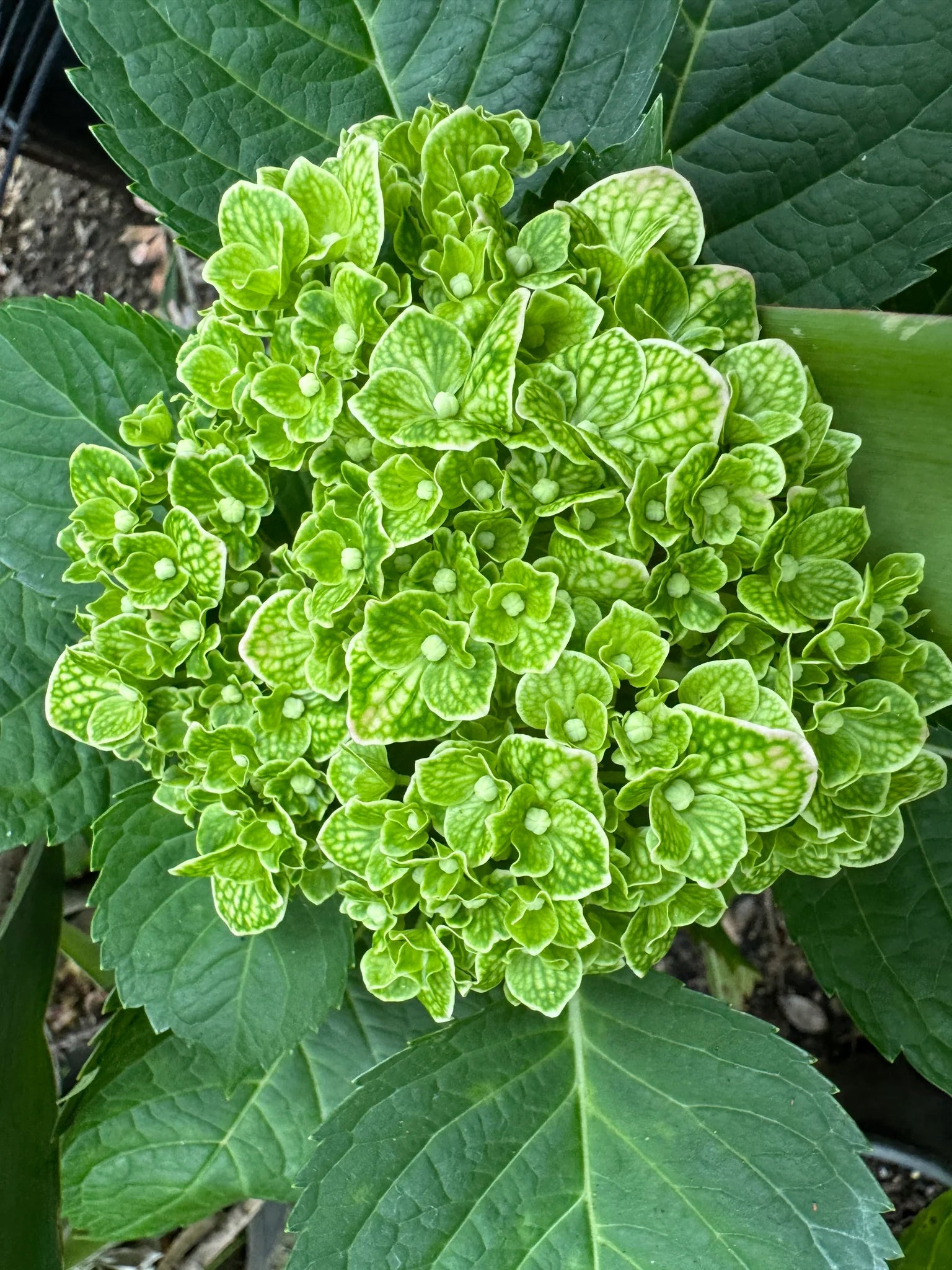 Light Green Hydrangea Flower seeds for Planting - Pollinator Friendly, Heirloom & GMO Free Seeds for Home Garden