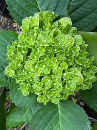 Light Green Hydrangea Flower seeds for Planting - Pollinator Friendly, Heirloom & GMO Free Seeds for Home Garden