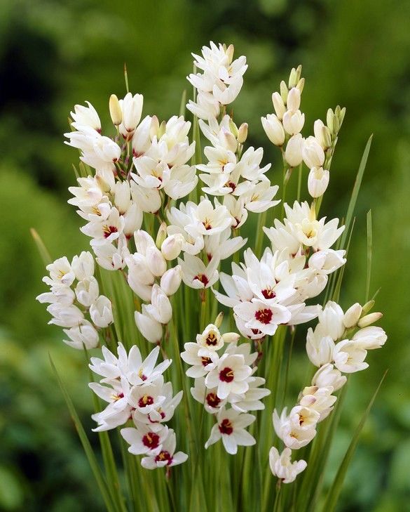 Ixia Flower seeds for Planting - Pollinator Friendly, Heirloom & GMO Free Seeds for Home Garden