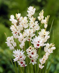 Ixia Flower seeds for Planting - Pollinator Friendly, Heirloom & GMO Free Seeds for Home Garden