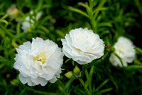 White Green Succulent Flower Seeds – Bright Blooms Heirloom & NonGMO Seeds for Home Garden
 
 Sale