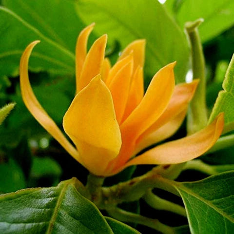Michelia Flower seeds for Planting - Garden Favorite, Heirloom & GMO Free Seeds for Home Garden