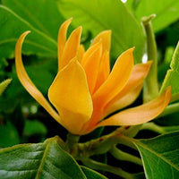 Michelia Flower seeds for Planting - Garden Favorite, Heirloom & GMO Free Seeds for Home Garden