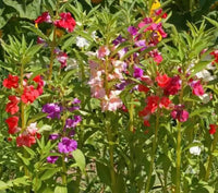Balsamine (Balsamine Flower) seeds for planting in home garden