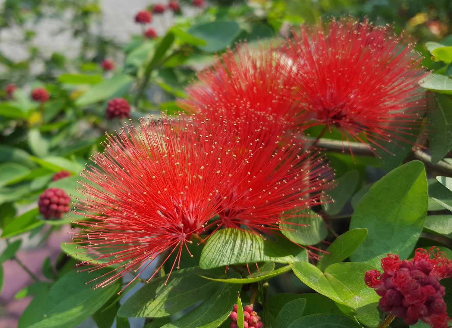 GreenWill Bottle Brush Flower seeds for Planting Vibrant Colors Heirloom & GMO Free Seeds for Home Garden