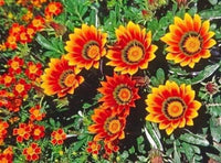 Red Yellow Gazania Flower Seeds for Planting Compact Growth Heirloom & GMO Free Seeds for Home Garden
 
 Sale