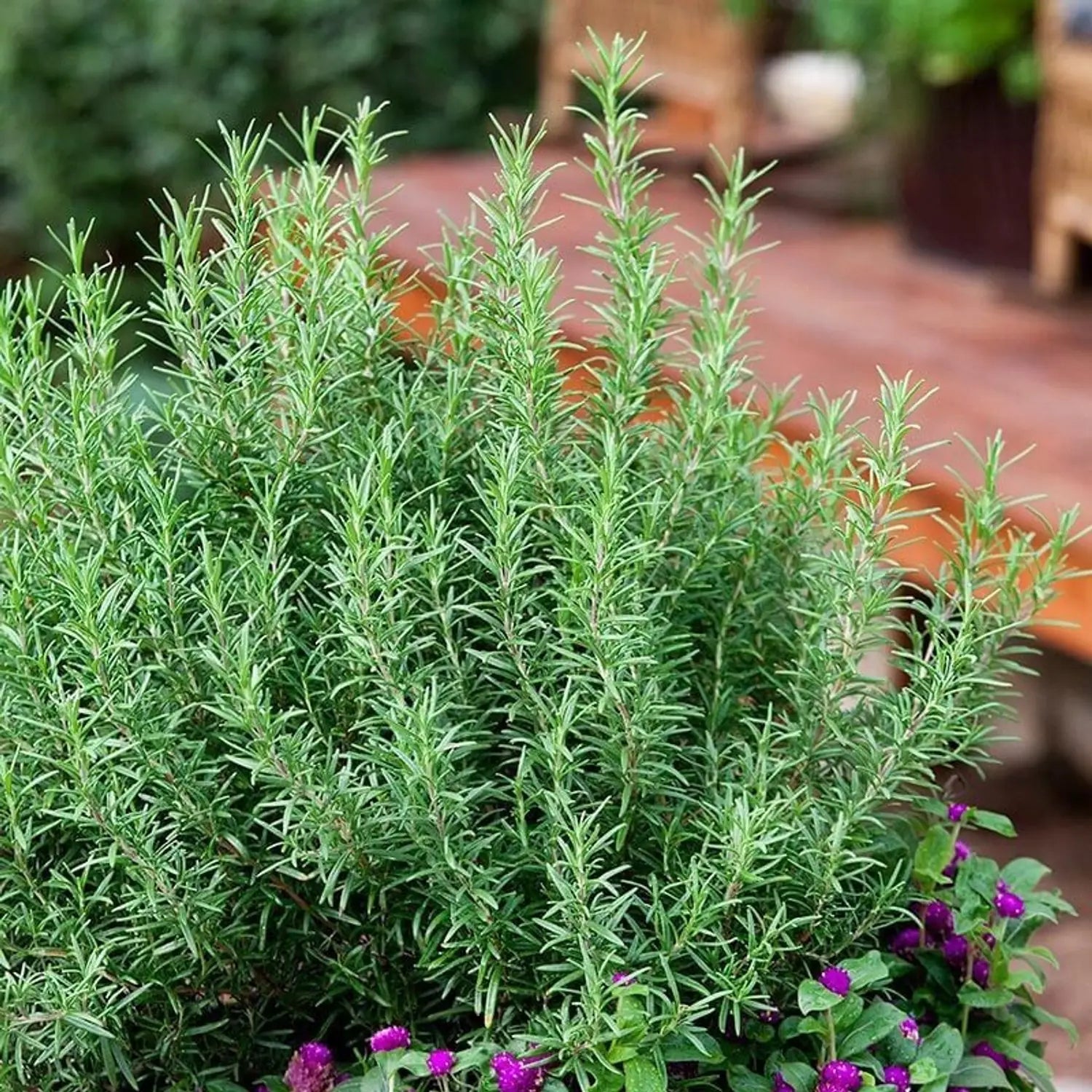 Rosemary Seeds Flower seeds for Planting Premium Quality Heirloom & GMO Free Seeds for Home Garden 
 
 Sale