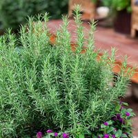 Rosemary Seeds Flower seeds for Planting Premium Quality Heirloom & GMO Free Seeds for Home Garden 
 
 Sale