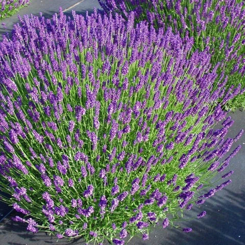 Munstead Lavender Flower seeds for Planting - Seasonal Bloomer, Heirloom & GMO Free Seeds for Home Garden