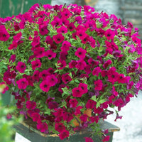Heirloom Pink  Surfinia Flower seeds for Planting Sun Loving Heirloom & GMO Free Seeds for Home Garden
