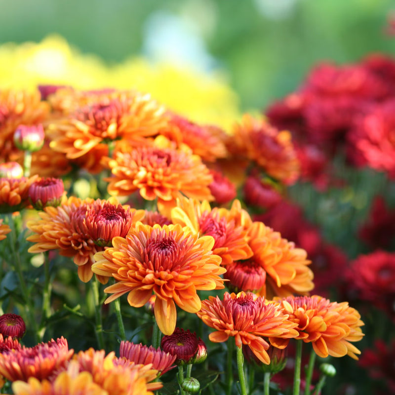 Autumn Planting Flower Seeds for Planting and garden Bloom