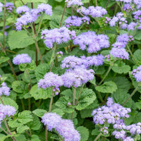 Violet Ageratum Flower seeds for Planting - Seasonal Bloomer, Heirloom & GMO Free Seeds for Home Garden
 
 Sale seeds for planting in home garden