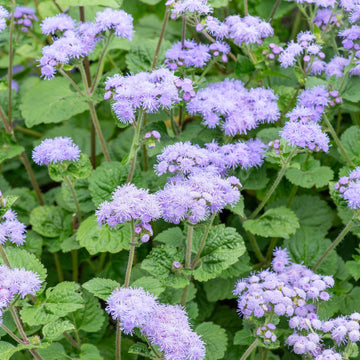 Violet Ageratum Flower seeds for Planting - Seasonal Bloomer, Heirloom & GMO Free Seeds for Home Garden
 
 Sale seeds for planting in home garden