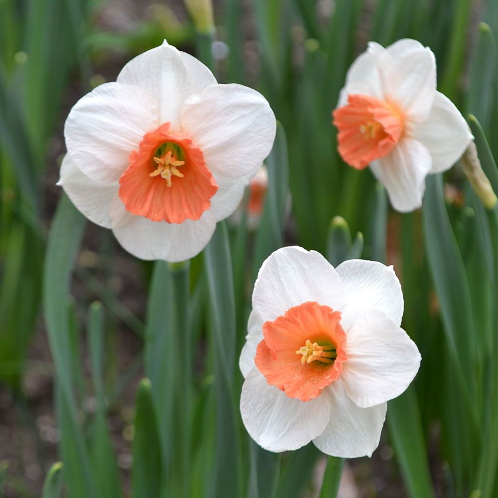 Narcissus Flower Seeds for Planting - White Pink Varieties for Stunning Gardens