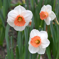 Narcissus Flower Seeds for Planting - White Pink Varieties for Stunning Gardens