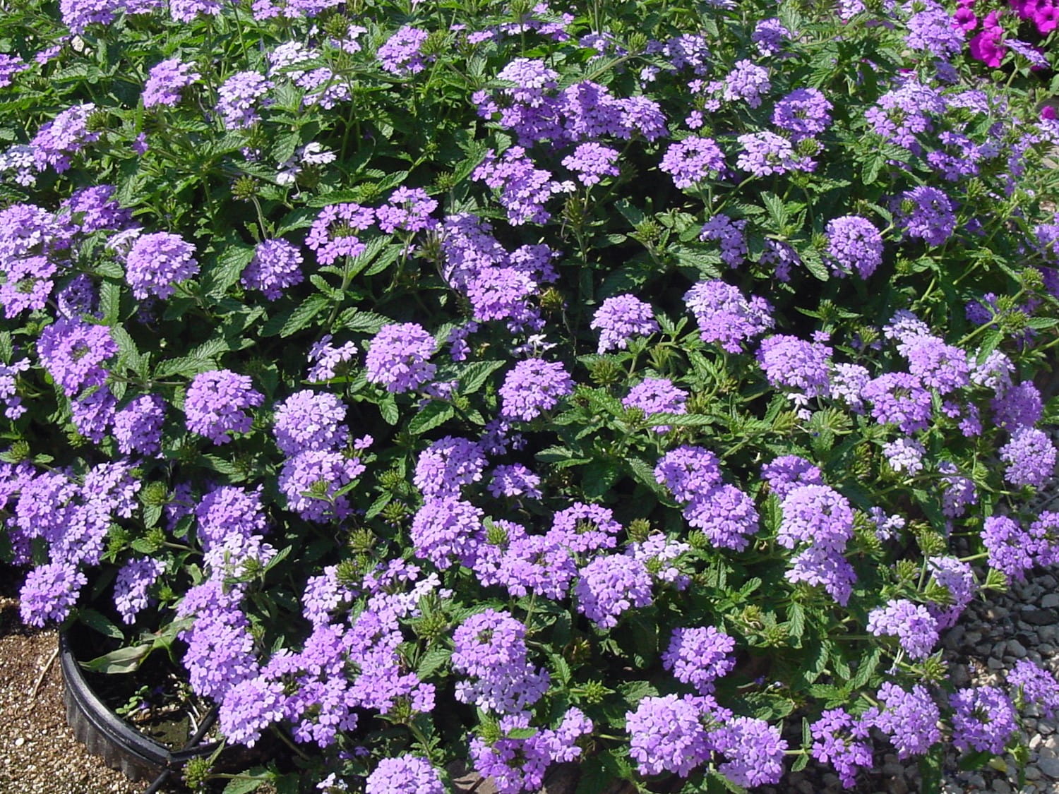 Blue Verbena Flower seeds for Planting - Drought Tolerant, Heirloom & GMO Free Seeds for Home Garden