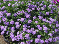 Blue Verbena Flower seeds for Planting - Drought Tolerant, Heirloom & GMO Free Seeds for Home Garden