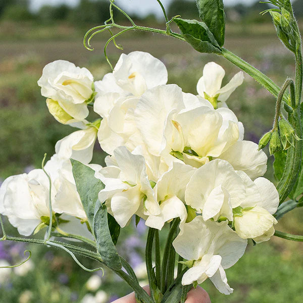 Heirloom Sweet Pea Jilly Flower seeds for Planting Compact Growth Heirloom & GMO Free Seeds for Home Garden